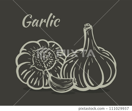 Garlic still life sketch hand drawn vector Garlic still life sketch hand drawn vector 111029937