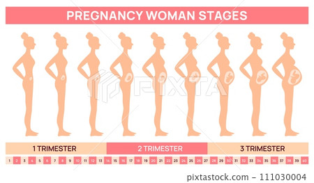 Fetal development stages in womb. Pregnancy woman silhouette. Gradual abdomen growth. Female body changing. Baby in mothers belly. Side view. Educational poster. Garish vector concept 111030004