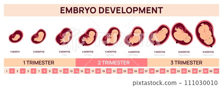 Human fetal development infographics. Embryo growth prenatal stages. Medical poster. Gynecological education. Nine months cycle. Trimesters chart. Embryonic change. Garish vector concept 111030010