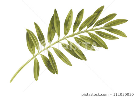 Branch with Leaves Watercolor illustration. Hand drawn clip art on white isolated background. Drawing of pistachio Tree Twig without nuts. Painting of an olive plant for eco design 111030030