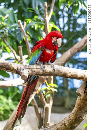 Vibrant Green Macaw Kobe Animal Kingdom Kobe City, Hyogo Prefecture 111030051
