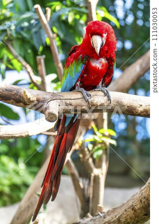 Vibrant Green Macaw Kobe Animal Kingdom Kobe City, Hyogo Prefecture Vibrant Green Macaw Kobe Animal Kingdom Kobe City, Hyogo Prefecture 111030053