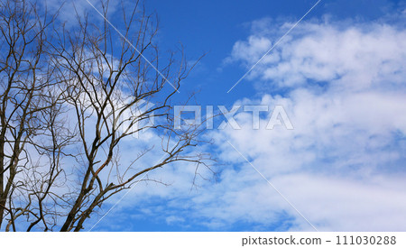 Dead tree on the background of the blue sky. Dead tree on the background of the blue sky. 111030288