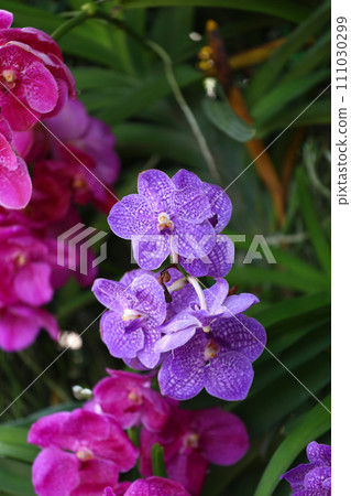 Purple orchid in bloom of Focus on the middle of the flower. Purple orchid in bloom of Focus on the middle of the flower. 111030299
