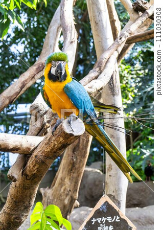 Vibrant Blue Macaw Kobe Animal Kingdom Kobe City, Hyogo Prefecture Vibrant Blue Macaw Kobe Animal Kingdom Kobe City, Hyogo Prefecture 111030308