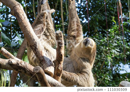 A two-toed sloth holding on to a tree, Kobe Animal Kingdom, Kobe City, Hyogo Prefecture A two-toed sloth holding on to a tree, Kobe Animal Kingdom, Kobe City, Hyogo Prefecture 111030309