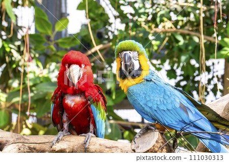 Vibrant Green Macaw and Blue Macaw Kobe Animal Kingdom Kobe City, Hyogo Prefecture Vibrant Green Macaw and Blue Macaw Kobe Animal Kingdom Kobe City, Hyogo Prefecture 111030313