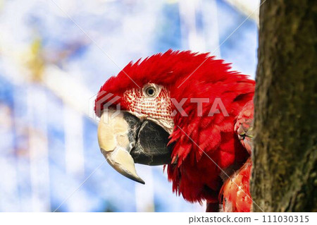 Vibrant Green Macaw Kobe Animal Kingdom Kobe City, Hyogo Prefecture Vibrant Green Macaw Kobe Animal Kingdom Kobe City, Hyogo Prefecture 111030315