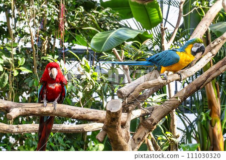 Vibrant Green Macaw and Blue Macaw Kobe Animal Kingdom Kobe City, Hyogo Prefecture 111030320