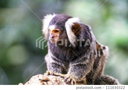 可愛動人的狨猴 神戶動物王國 兵庫縣神戶市 可愛動人的狨猴 神戶動物王國 兵庫縣神戶市 111030322