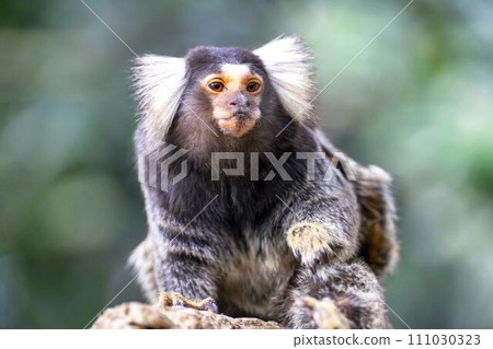 可愛動人的狨猴 神戶動物王國 兵庫縣神戶市 111030323