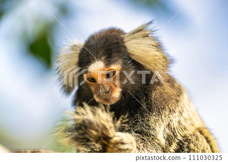 Cute moving common marmoset Kobe Animal Kingdom Kobe City, Hyogo Prefecture Cute moving common marmoset Kobe Animal Kingdom Kobe City, Hyogo Prefecture 111030325