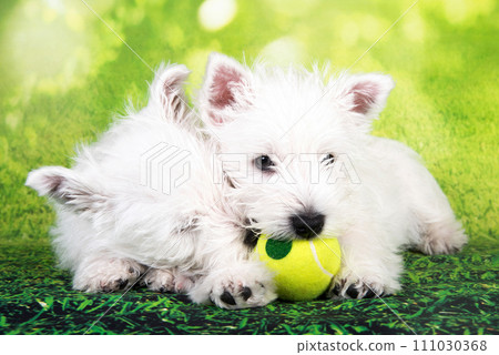 Two West Highland White Terrier dogs puppies with tennis ball on green grass background Two West Highland White Terrier dogs puppies with tennis ball on green grass background 111030368