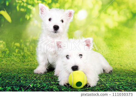 Two West Highland White Terrier dogs puppies with tennis ball on green grass background 111030373
