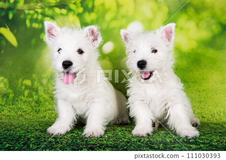 Two West Highland White Terrier dogs puppies with on green grass background Two West Highland White Terrier dogs puppies with on green grass background 111030393