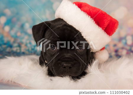 Black Staffordshire Bull Terrier dog or AmStaff puppy in a red Santa hat 111030402