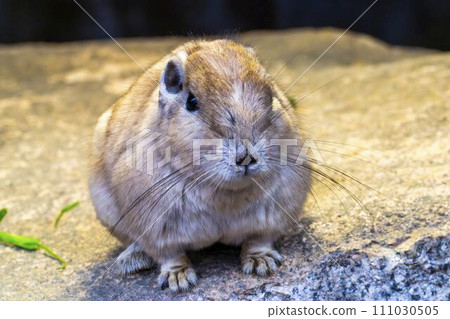 可愛動人的軍地 神戶動物王國 兵庫縣神戶市 111030505