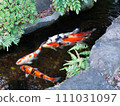 Elegant swimming carp 111031097
