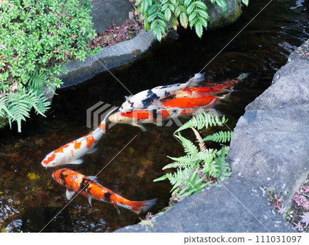 優雅的游泳鯉魚 優雅的游泳鯉魚 111031097