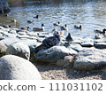 A flock of ducks and pigeons 111031102