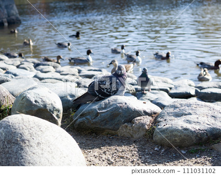 A flock of ducks and pigeons A flock of ducks and pigeons 111031102