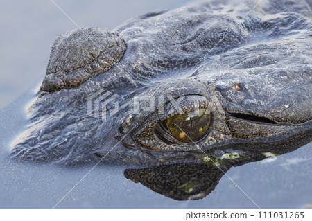 Close up shot of a freshwater crocodile eye reflected in the water Close up shot of a freshwater crocodile eye reflected in the water 111031265