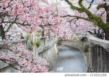 Atami cherry tree Atami cherry tree 111031299