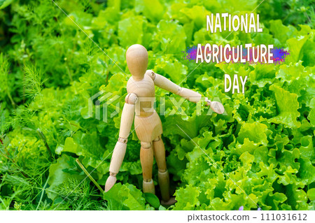 National Agriculture Day With a Wooden Mannequin Amongst Vibrant Lettuce Leaves National Agriculture Day With a Wooden Mannequin Amongst Vibrant Lettuce Leaves 111031612