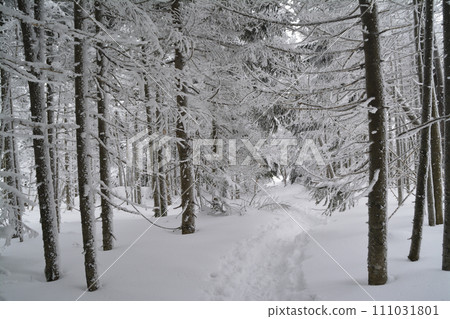 Snow trail Snow trail 111031801