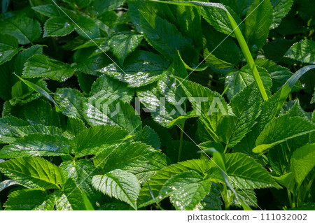 Green leaf texture. Green leaves pattern background. Natural background and wallpaper 111032002
