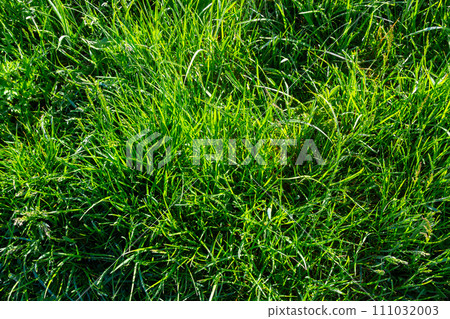 Background of a green grass on a summer meadow Background of a green grass on a summer meadow 111032003