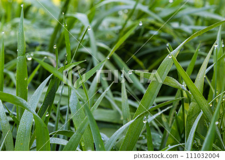background of dew drops on bright green grass 111032004