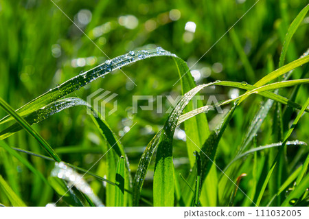 background of dew drops on bright green grass background of dew drops on bright green grass 111032005