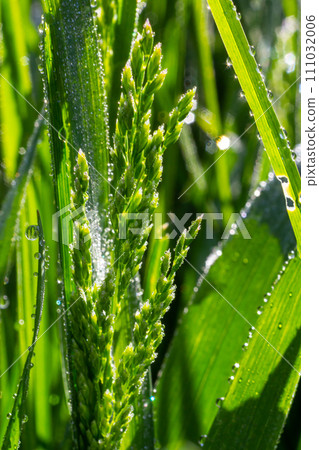 background of dew drops on bright green grass 111032006