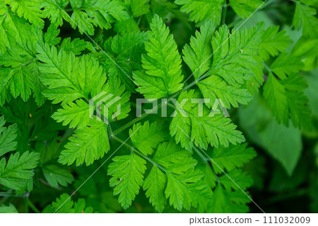 Green leaf texture. Green leaves pattern background. Natural background and wallpaper Green leaf texture. Green leaves pattern background. Natural background and wallpaper 111032009