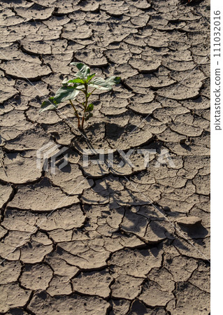 Wall texture soil dry crack pattern of drought lack of water of nature brown old broken background Wall texture soil dry crack pattern of drought lack of water of nature brown old broken background 111032016