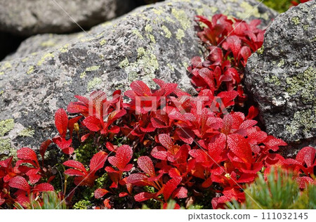 Urashima azalea dyed deep red Urashima azalea dyed deep red 111032145