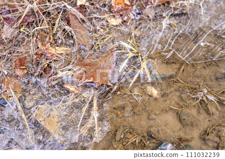 Thin ice ~ sub-zero morning ~ 111032239