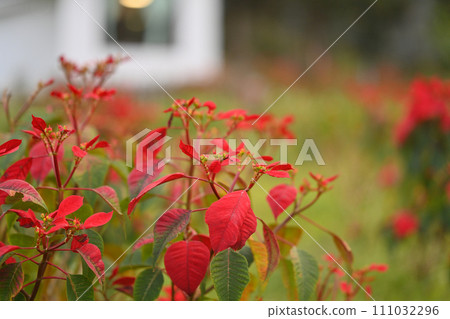 Red poinsettia glowing in a garden during winter in Northern of Thailand 111032296