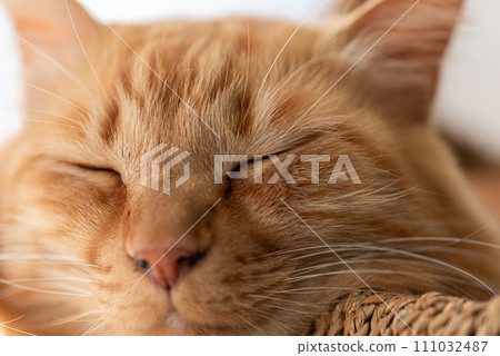 Sleeping cat face brown tabby cat 111032487