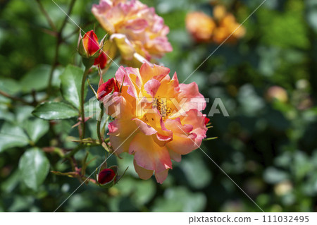 pink roses and buds pink roses and buds 111032495