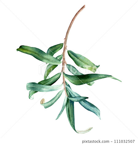 Sea buckthorn leaves branch. Hand drawn botanical watercolor illustration isolated on white background. For clip art cards menu label package 111032507