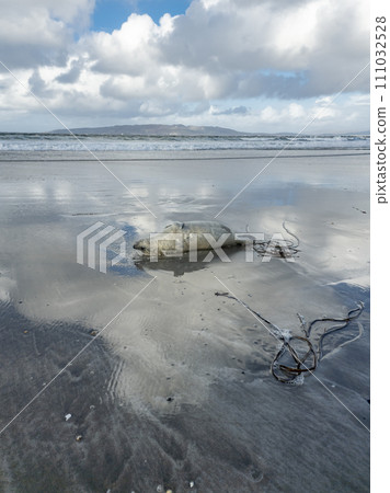 Dead seal lying on Narin beach by Portnoo - County Donegal, Ireland. 111032528