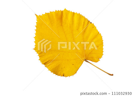 Bright yellow linden tree leaf isolated on white. Bright yellow linden tree leaf isolated on white. 111032930