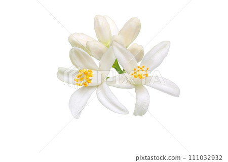Orange tree blossom isolated on white Orange tree blossom isolated on white 111032932