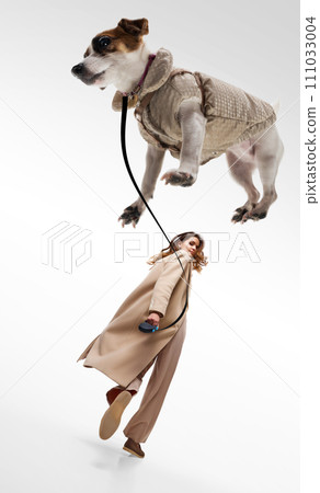 Fashionista, young woman walking Jack Russell Terrier in sweater on leash against white studio background. 111033004