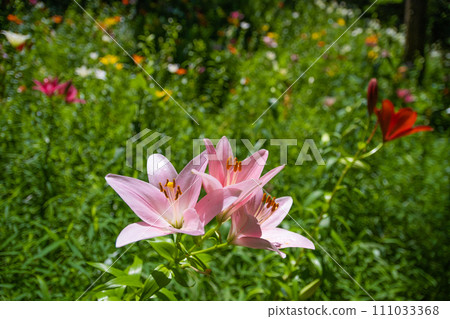 一朵生氣勃勃的盛開的百合花 一朵生氣勃勃的盛開的百合花 111033368