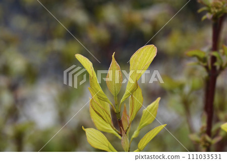 Golden dogwood 111033531