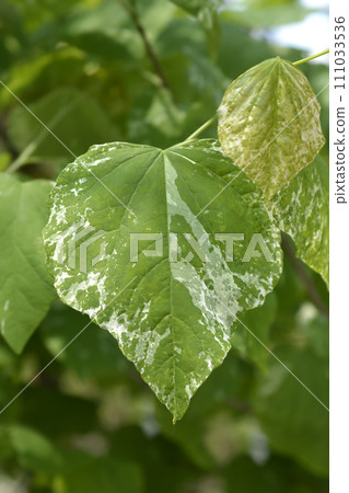 Eastern Redbud Alley Cat Eastern Redbud Alley Cat 111033536