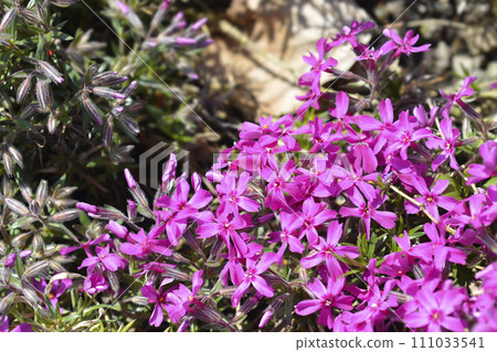 Creeping Phlox Atropurpurea 111033541